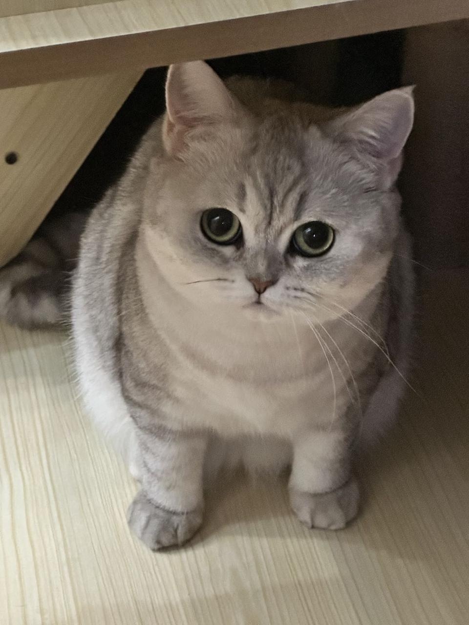 米奇